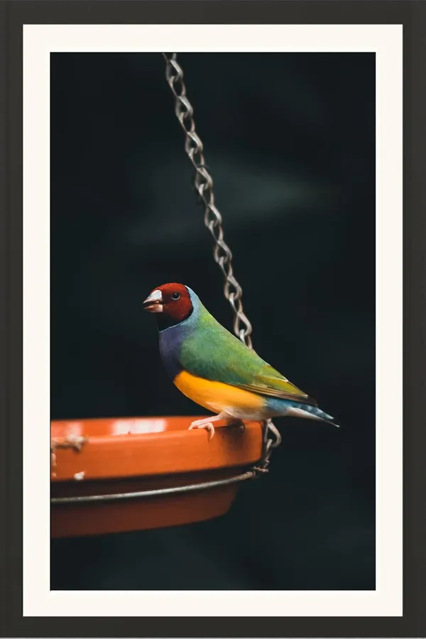 Wild_Life_Birds_Framed_Photo_Poster_Without_Glass
