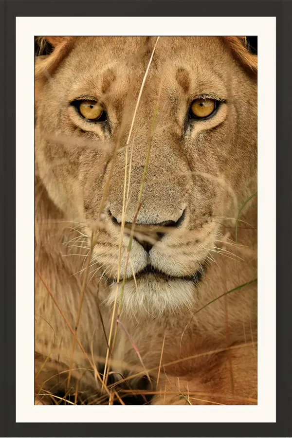 Lion_in_Natural_Habitat_Wooden_Frame_Without_Glass_|_Safari-Themed_Wall_Décor
