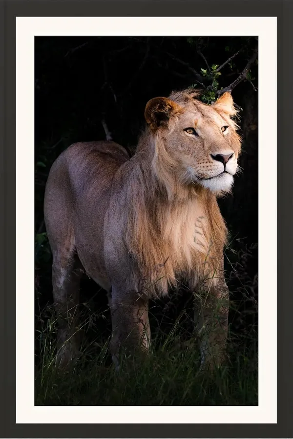 Lion_Side_Profile_Wooden_Photo_Frame_Without_Glass_|_Wildlife_Wall_Art_for_Home_&_Office__Want_me_to_also_write_the_matching_description_+_bullet_points_for_these_(same_premium_lab-print,_black_molding_frame_spec,_but_noting_"without_glass"_as_a_feature_—_e.g.,_lightweight,_shatterproof,_easy_to_hang)?