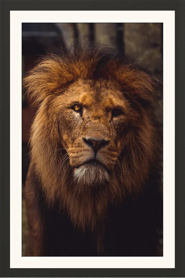 Majestic_Lion_Close-Up_Wooden_Photo_Frame_Without_Glass_|_Wildlife_Wall_Art_for_Living_Room