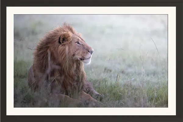 Lion_Resting_on_Grass_Wooden_Photo_Frame_Without_Glass_|_Wildlife_Wall_Art_for_Home_&_Office_Décor