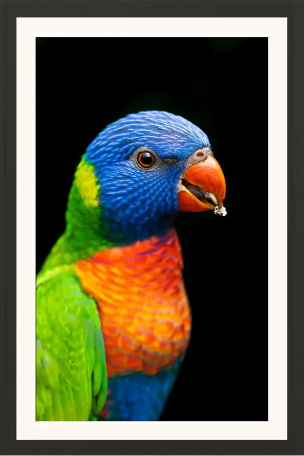 Parrot_Bird_Wall_Photo_Wooden_Frame_Without_Glass