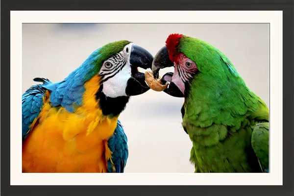 Parrot_Bird_Wall_Photo_Wooden_Frame_Without_Glass