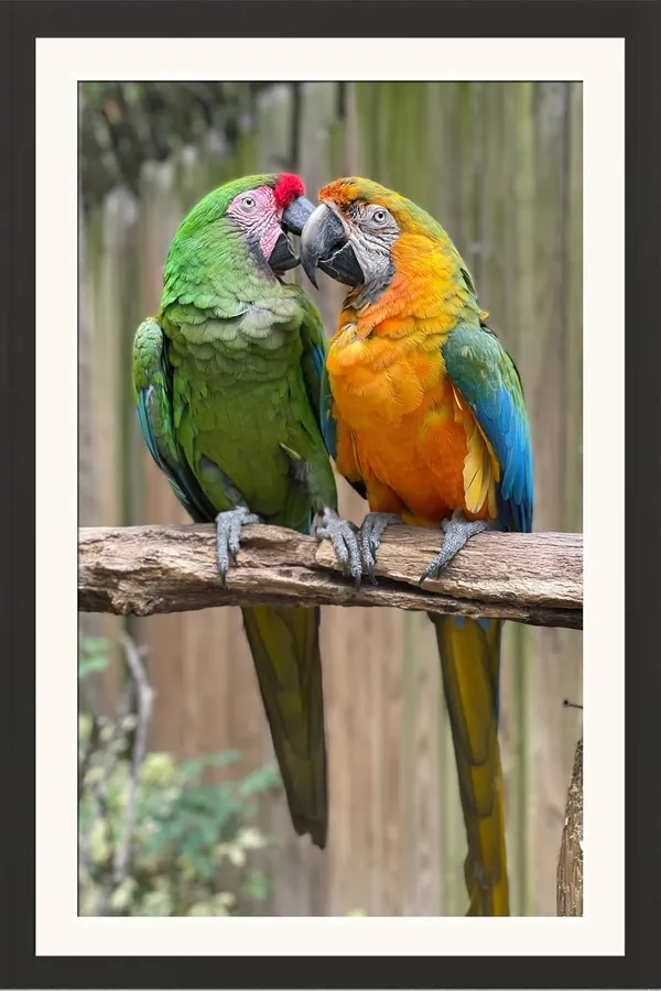Love_Parrot_Bird_Wall_Photo_Frame_Without_Glass