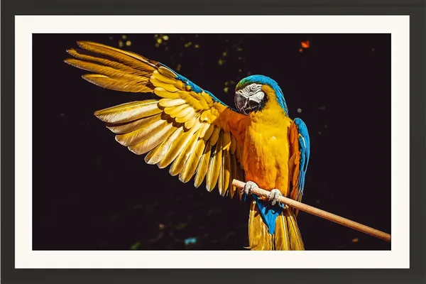 Parrot_Bird_Wooden_Framed_Wall_Photo_Without_Glass