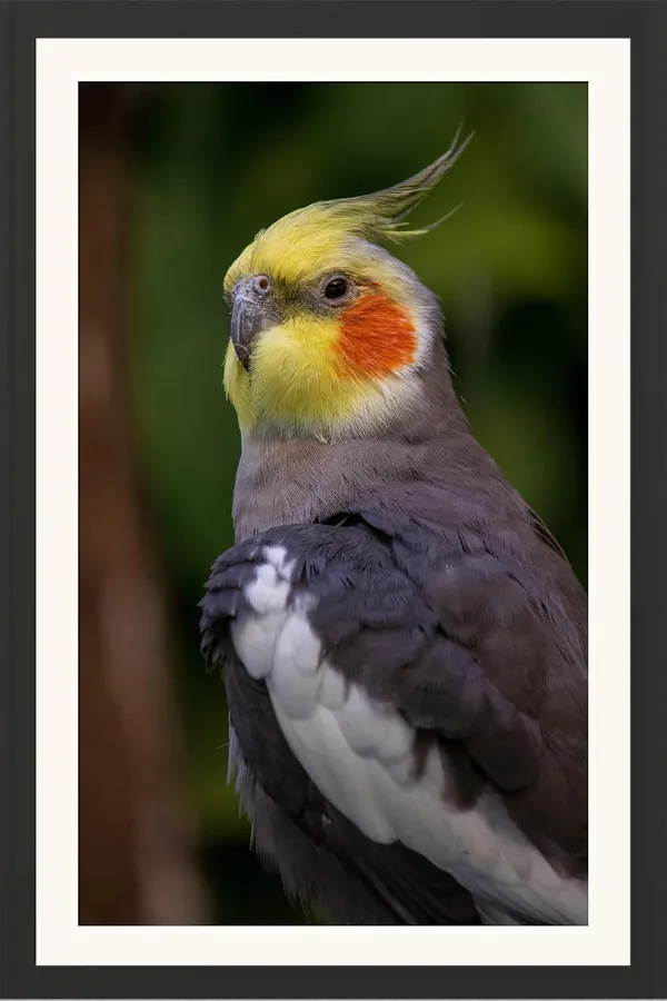 Little_Parrot_Bird_Wall_Photo_Frame_Without_Glass