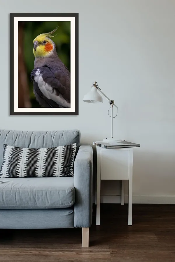 Little_Parrot_Bird_Wall_Photo_Frame_Without_Glass