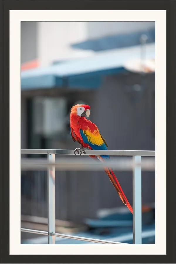 Parrot_Bird_Photo_Frame_Without_Glass