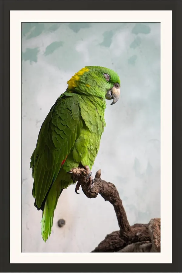 Parrot_Bird_Wall_Photo_Frame_Without_Glass