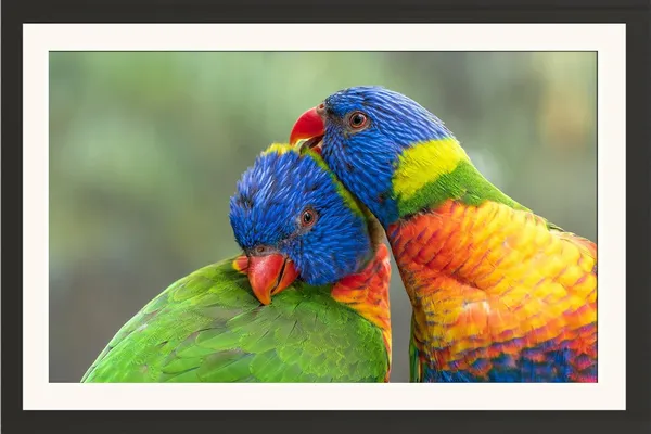 Parrot_Bird_Wall_Photo_Frame_Without_Glass