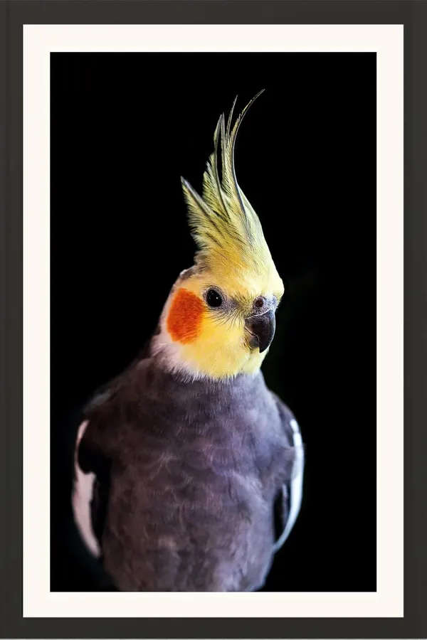 Parrot_Bird_Wall_Photo_Frame_Without_Glass