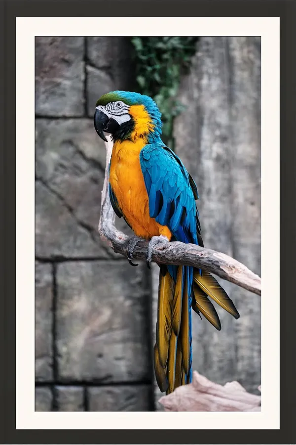 Colorful_Parrot_Bird_Photo_Print_Without_Glass