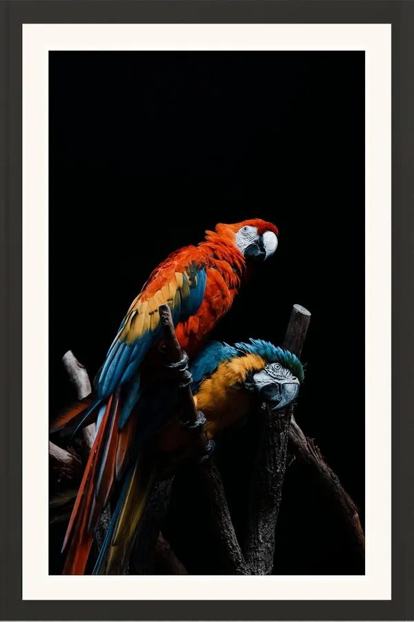 Parrot_Bird_Wall_Photo_Frame