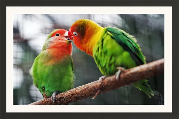 Little_Framed_Bird_Wall_Photo_Without_Glass