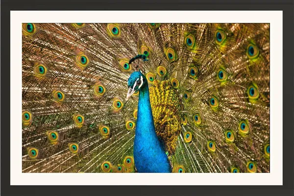 Golden_Peacock_Feather_Display_Vastu_Art_Without_Glass_|_Royal_Wealth_&_Luck_Frame