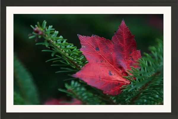 Nature_Wall_Art_Red_Maple_Leaf_Macro_Photo_Frame_Without_Glass