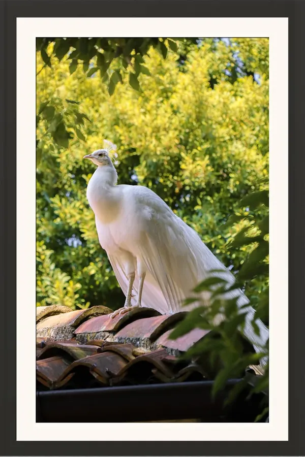 White_Peacock_Rooftop_Vastu_Art_Without_Glass_|_Divine_Blessing_Lucky_Frame