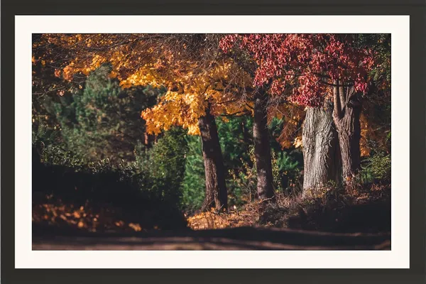 Autumn_Wall_Art_Forest_Road_Landscape_Photo_Frame_Without_Glass