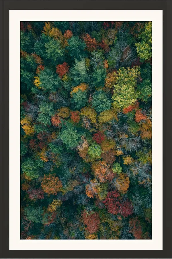 Forest_Wall_Art_Sunlit_Tree_Trunks_Landscape_Photo_Frame_Without_Glass