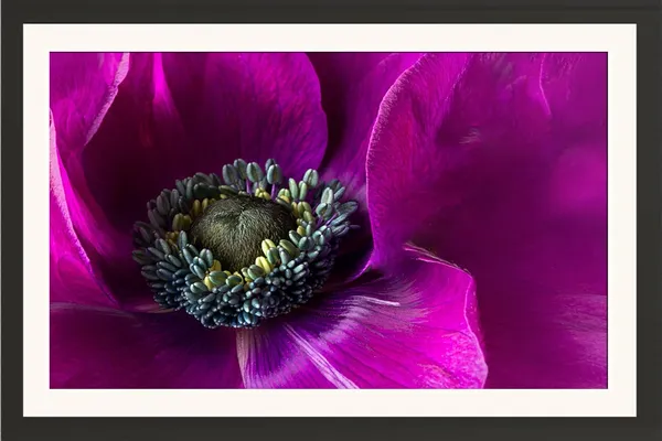 Flower_Framed_Photo_Without_Glass