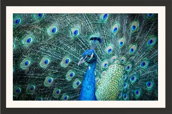 Dancing_Peacock_Full_Display_Vastu_Art_Without_Glass_|_Grand_Lucky_Prosperity_Frame