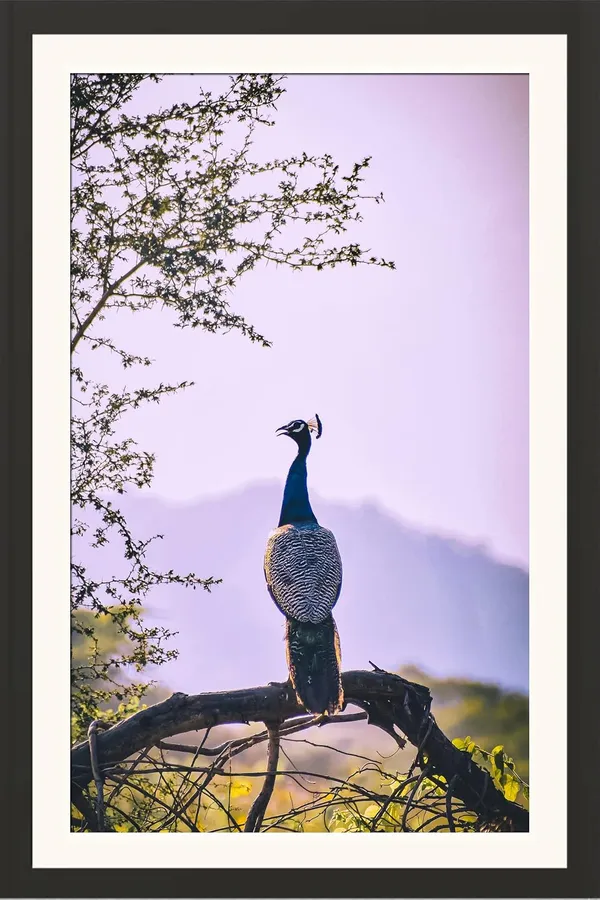 Peacock_at_Dusk_Royal_Vastu_Art_Without_Glass_|_Lucky_Frame_for_Success_&_Fame