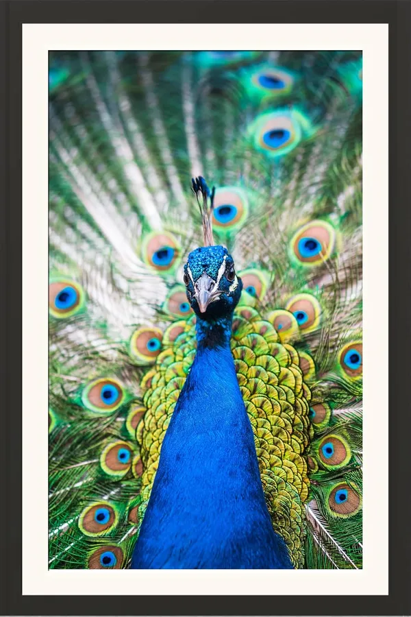 Royal_Blue_Peacock_Open_Feathers_Vastu_Art_Without_Glass_|_Wealth_Attracting_Lucky_Frame