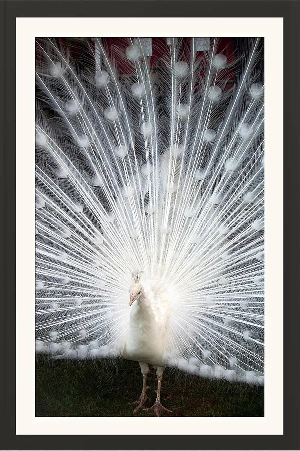 White_Peacock_Feather_Fan_Vastu_Art_Without_Glass_|_Purity_&_Prosperity_Lucky_Frame