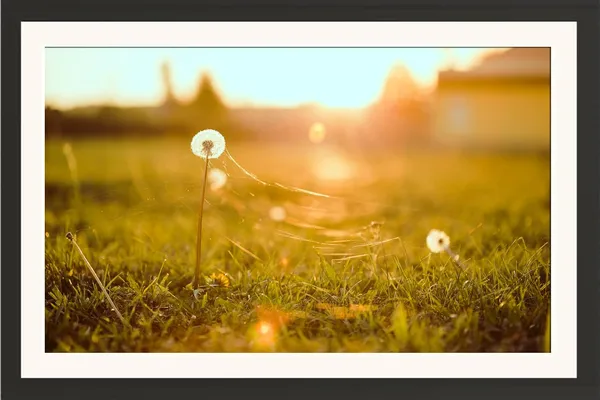 Dandelion_Landscape_Wall_Art_Sunset_Field_Photo_Frame_Without_Glass