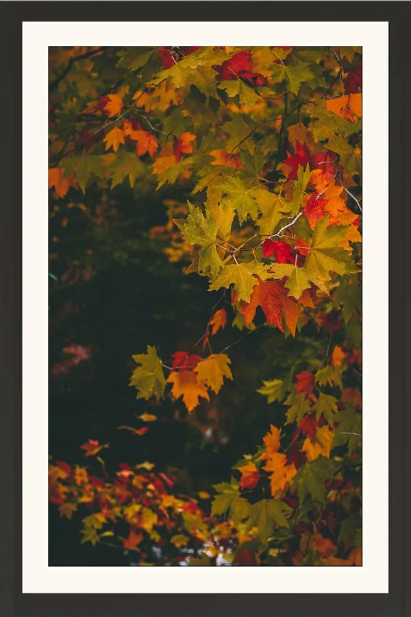 Maple_Leaf_Framed_Photo_Without_Glass