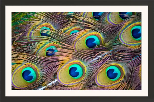 Peacock_Feather_Pattern_Cluster_Vastu_Art_Without_Glass_|_Multiplying_Wealth_Lucky_Frame