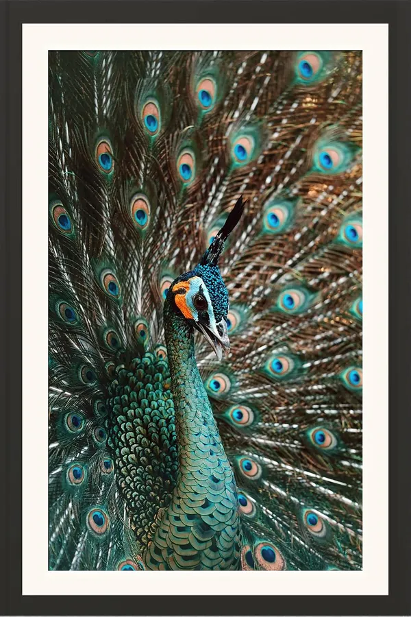 Peacock_Side_Pose_Feather_Spread_Vastu_Art_Without_Glass_|_Lucky_Growth_&_Harmony_Frame