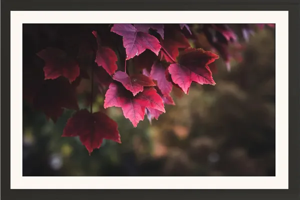 Maple_Leaf_Wall_Hanging_Framed_Photo_Without_Glass