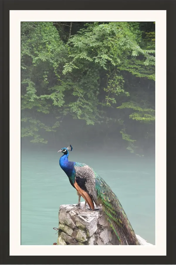 Peacock_by_Sacred_Lake_Vastu_Wall_Art_Without_Glass_|_Feng_Shui_Lucky_Frame_for_Wealth_&_Peace