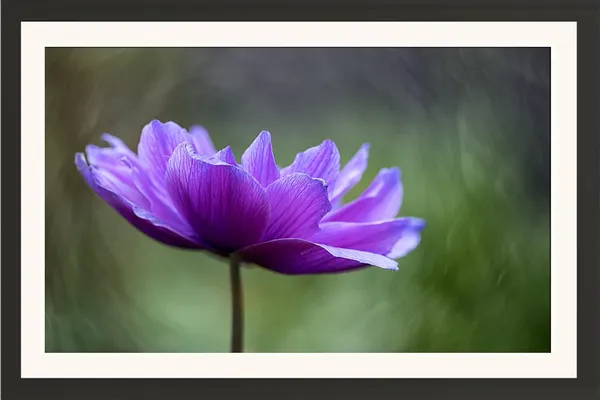 Flower_Framed_Photo__Without_Glass