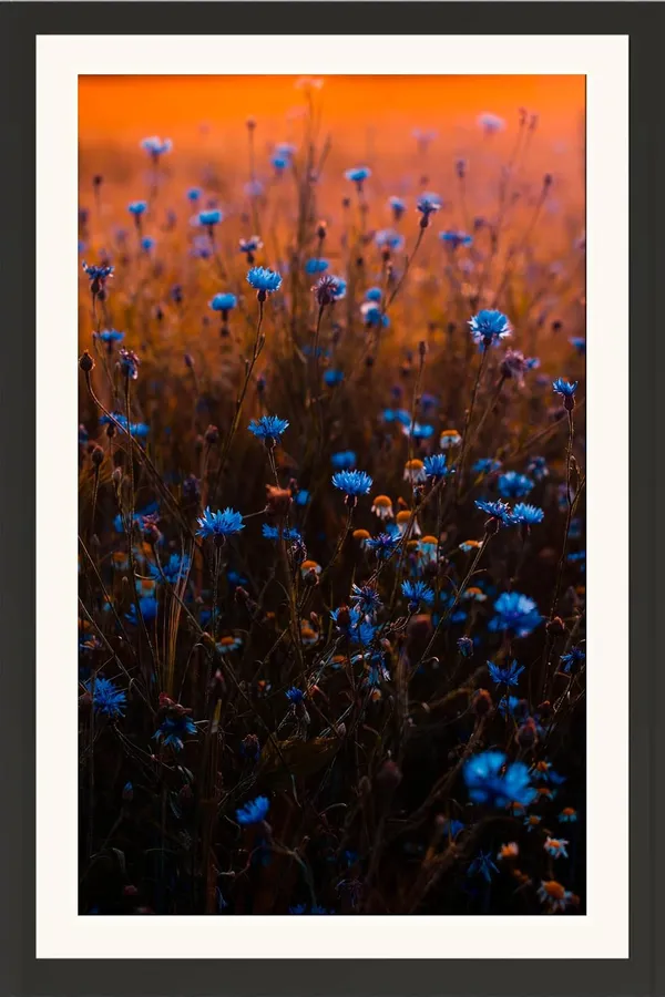 Cornflower_Field_Landscape_Wall_Art_Sunset_Photo_Frame_Without_Glass