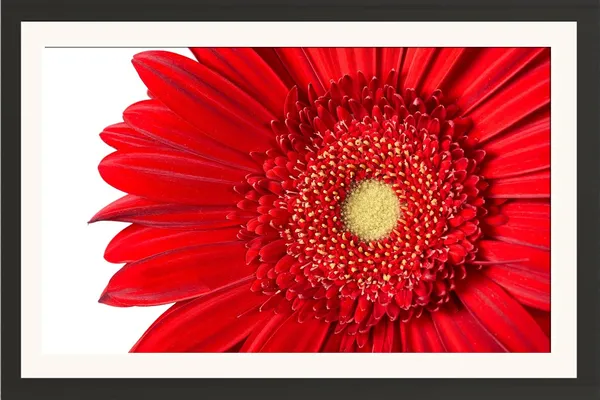 Red_Gerbera_Daisy_Flower_Wall_Hanging_Framed_Photo_Without_Glass