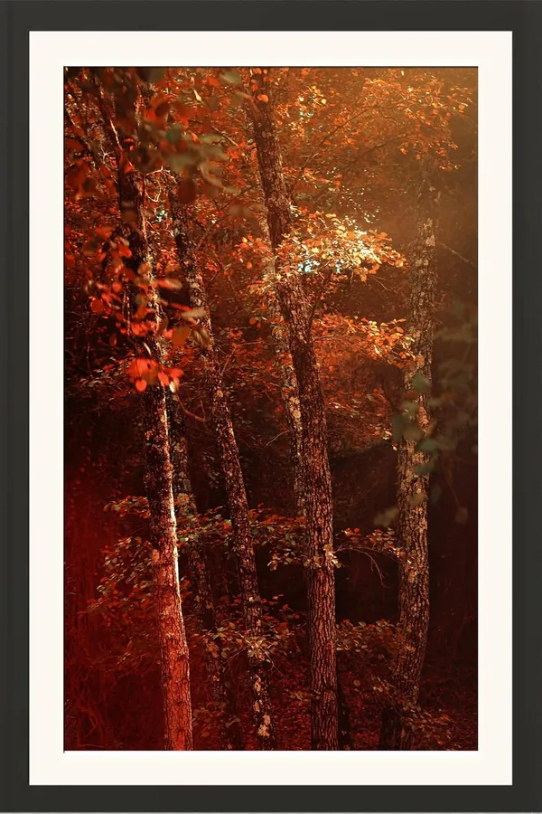 Tree_Branches_Framed_Photo_Print_Without_Glass