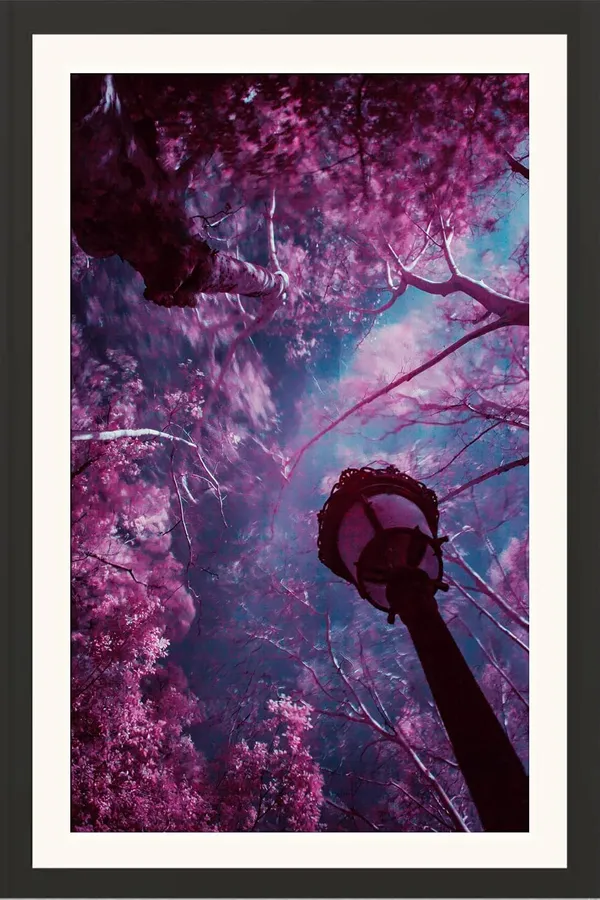 Forest_Wall_Art_Pink_Blossom_Dreamy_Landscape_Photo_Frame_Without_Glass