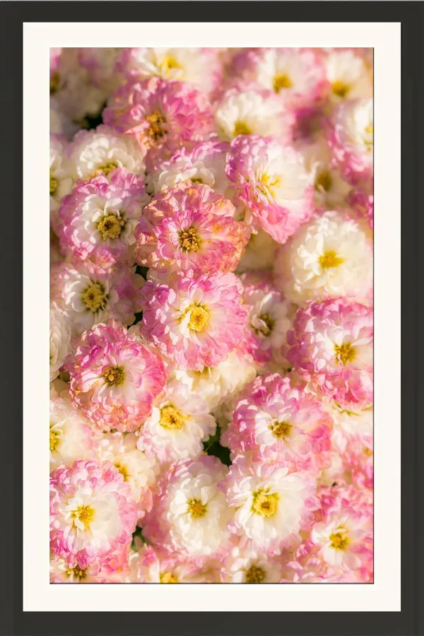 Dahlia_Flower_Framed_Floral_Photo_Print_Without_Glass