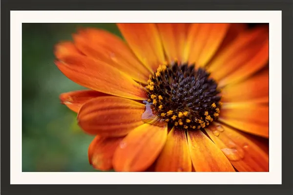 Sunflower_Wall_Hanging_Framed_Photo_Without_Glass