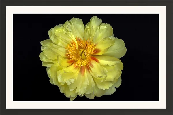 Dahlia_Flower_Wall_Hanging_Framed_Photo_Without_Glass_