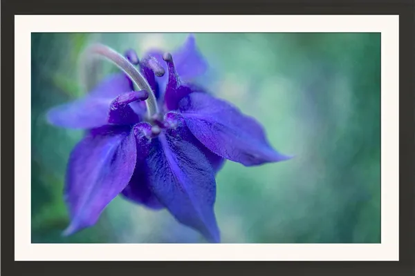 Beautiful_Blue_Flower_Wall_Hanging_Framed_Photo_Without_Glass