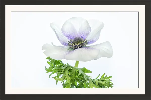 Anemone_Coronaria_Flower_Wall_Hanging_Framed_Photo_Without_Glass
