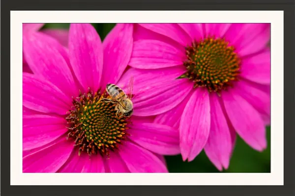 Sunflower_Wall_Hanging_Framed_Photo_Without_Glass