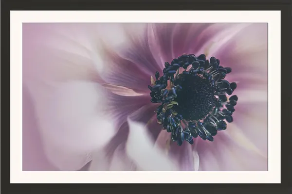 Closeup_Flower_Art_Wall_Hanging_Framed_Photo_Without_Glass