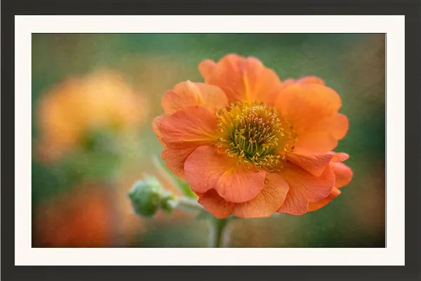 Geum_Pale_Orange_Flower_Framed_Photo_Without_Glass