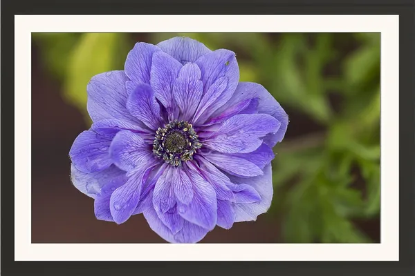 Blue_Flower_Wall_Hanging_Framed_Photo_Without_Glass
