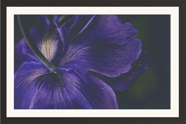 Beautiful_Flower_Wall_Hanging_Framed_Photo_Without_Glass