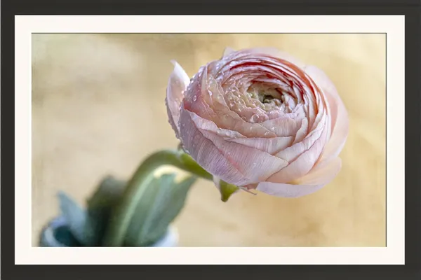 Soft_PInk_Persian_Buttercup_Flower_Wall_Hanging_Framed_Photo_Without_Glass